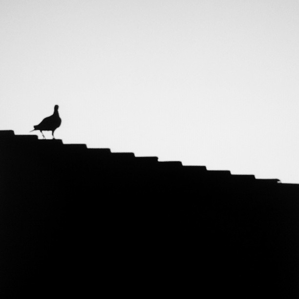 Foto ocell a la teulada - Dolors Ayxendri